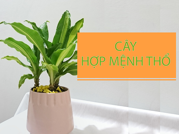 cay-hop-menh-tho