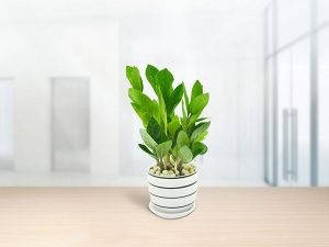 Gợi ý cây phong thủy tốt cho tình duyên