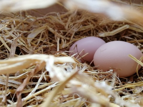 Luận giải ý nghĩa giấc mơ thấy trứng gà dự báo may hay xui sắp tới?