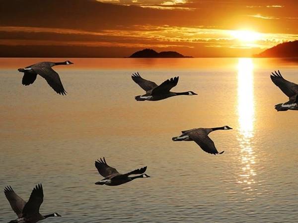 Giải mã con số hay về khi mơ thấy chim bay về tổ