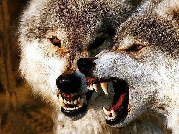Khai phá những thông điệp sau giấc ngủ mơ thấy chó sói