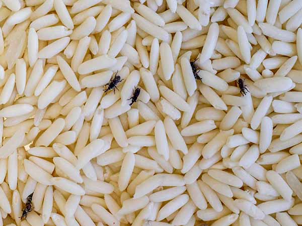 Nằm mơ thấy con mọt mang ý nghĩa gì?