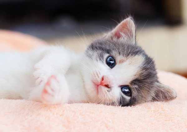 Luận giải số may mắn tuổi Mão hôm nay mở lối công danh ra sao?