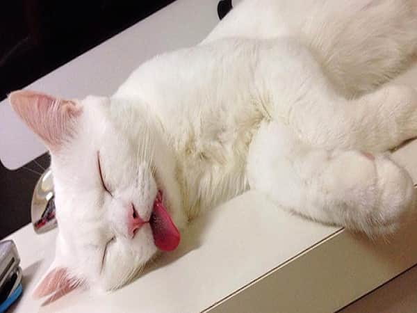 Nằm mơ: Chôn cất mèo của mình