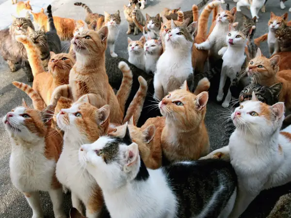 Giấc mơ thấy nhiều mèo hé lộ thông điệp may hay rủi?