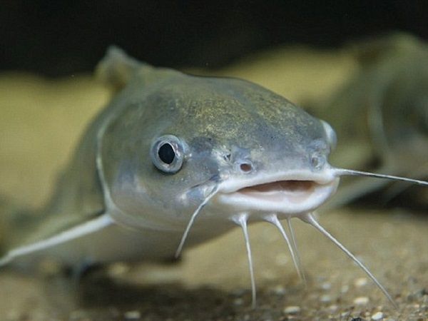 Nằm mơ thấy cá trê đen, cá trê vàng là điềm gì đặc biệt