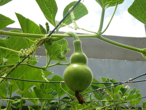 Giải mã thông điệp nằm mơ thấy quả bầu báo điềm gì?