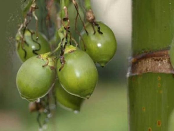 Ý nghĩa giấc mơ thấy quả cau và số gì may mắn hôm nay