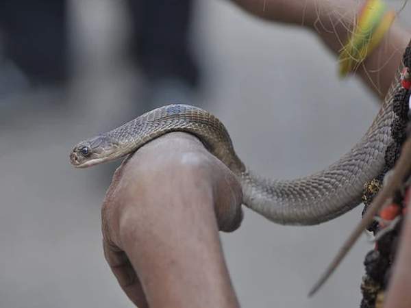 Nằm mơ thấy rắn cắn tay là điềm gì, chọn con gì may mắn?