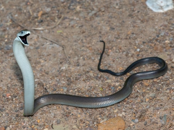 Lý giải nằm mơ thấy rắn đuổi là điềm gì, số mấy may mắn?